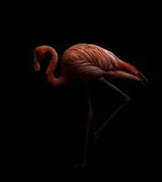 american flamingo bird in dark backhround photo