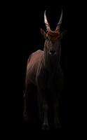 common eland in dark background photo