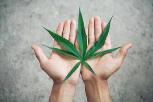 mano que sostiene la hoja de marihuana foto