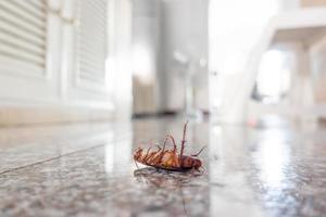 Dead cockroach on floor photo