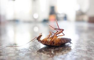 Dead cockroach on floor photo