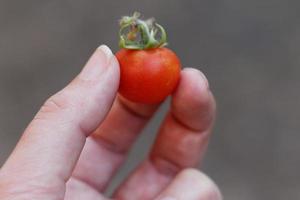 fruta de tomate pequeña foto