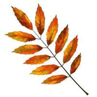 stylized autumn leaf on a white background vector