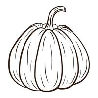 Line Art Juicy Pumpkin Illustration. Autumn Food Icon. Ripe squash sketch. Element for autumn decorative design, halloween invitation, harvest, sticker, print, logo, menu, recipe vector