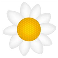 Beautiful Daisy icon vector illustration