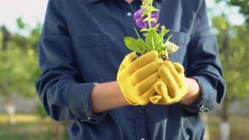 Florist or gardener outdoors. video