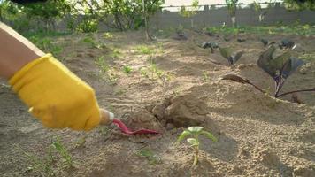 närbild kvinna hand gräver och plantera blomma. video