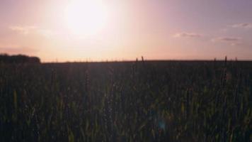 Woman agronomist at sundown. video