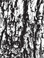 Grunge tree bark texture. Distressed overlay texture. Black and white vector texture