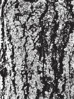 textura de corteza de árbol de grunge. textura de superposición apenada. textura vector blanco y negro