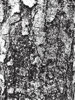 Grunge tree bark texture. Distressed overlay texture. Black and white vector texture