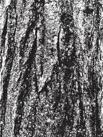 Grunge tree bark texture. Distressed overlay texture. Black and white vector texture