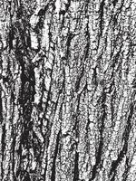 Grunge tree bark texture. Distressed overlay texture. Black and white vector texture