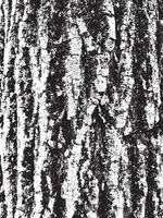 Grunge tree bark texture. Distressed overlay texture. Black and white vector texture