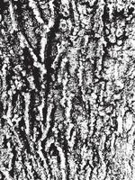 textura de corteza de árbol de grunge. textura de superposición apenada. textura vector blanco y negro