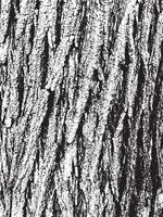 Grunge tree bark texture. Distressed overlay texture. Black and white vector texture