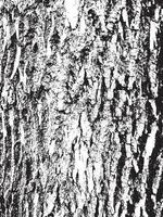 textura de corteza de árbol de grunge. textura de superposición apenada. textura vector blanco y negro