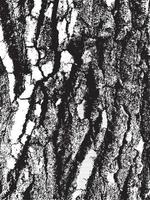textura de corteza de árbol grunge vector