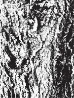 Grunge tree bark texture. Distressed overlay texture. Black and white vector texture