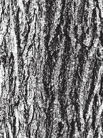 Grunge tree bark texture. Distressed overlay texture. Black and white vector texture