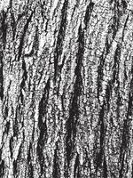 Grunge tree bark texture. Distressed overlay texture. Black and white vector texture