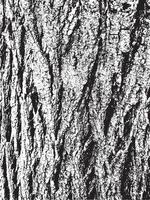 textura de corteza de árbol de grunge. textura de superposición apenada. textura vector blanco y negro