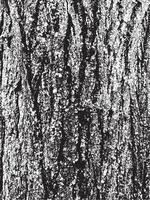 textura de corteza de árbol de grunge. textura de superposición apenada. textura vector blanco y negro