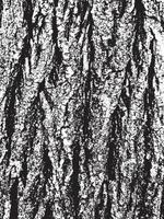 Grunge tree bark texture. Distressed overlay texture. Black and white vector texture