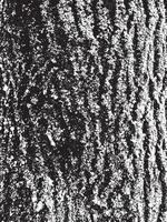 textura de corteza de árbol de grunge. textura de superposición apenada. textura vector blanco y negro