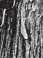 Grunge tree bark texture. Distressed overlay texture. Black and white vector texture