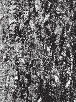 textura de corteza de árbol de grunge. textura de superposición apenada. textura vector blanco y negro