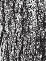 Grunge tree bark texture. Distressed overlay texture. Black and white vector texture