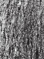 textura de corteza de árbol de grunge. textura de superposición apenada. textura vector blanco y negro