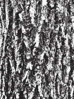 Grunge tree bark texture. Distressed overlay texture. Black and white vector texture