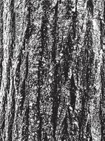 Grunge tree bark texture. Distressed overlay texture. Black and white vector texture