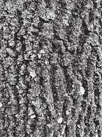 textura de corteza de árbol de grunge. textura de superposición apenada. textura vector blanco y negro