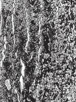 textura de corteza de árbol de grunge. textura de superposición apenada. textura vector blanco y negro