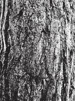 Grunge tree bark texture. Distressed overlay texture. Black and white vector texture