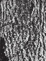 Grunge tree bark texture. Distressed overlay texture. Black and white vector texture