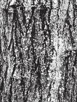 Grunge tree bark texture. Distressed overlay texture. Black and white vector texture