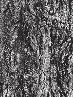 Grunge tree bark texture vector