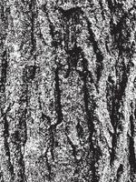 textura de corteza de árbol de grunge. textura de superposición apenada. textura vector blanco y negro