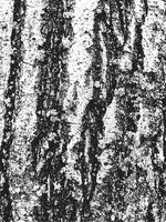 textura de corteza de árbol de grunge. textura de superposición apenada. textura vector blanco y negro