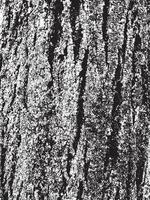 textura de corteza de árbol de grunge. textura de superposición apenada. textura vector blanco y negro