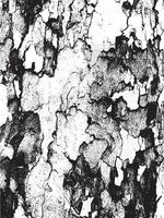 Grunge tree bark texture. Distressed overlay texture. Black and white vector texture