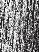 textura de corteza de árbol de grunge. textura de superposición apenada. textura vector blanco y negro