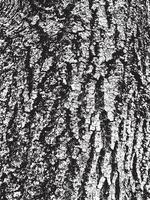 Grunge tree bark texture. Distressed overlay texture. Black and white vector texture