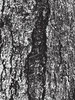 Grunge tree bark texture vector