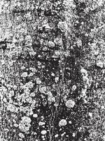 Grunge tree bark texture. Distressed overlay texture. Black and white vector texture