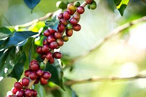 Maduración de la baya del grano de café en la finca de café foto